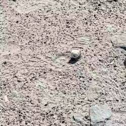 Kleine Krabbe auf der Flucht...;-)