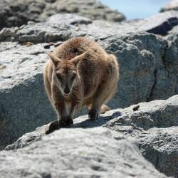 Unvergässlechi Momänte: Rock Wallaby