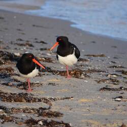 Oystercatcher Birds in Coles Bay/Tassie