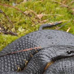 E Tigersnake i de Cradle Mountains