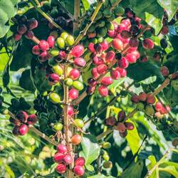 Der Weg führt entlang einer Kaffeeplantage