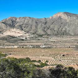 Combien d'amandiers au km2 ?