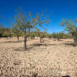 Amandiers sur des km ! L'avantage, c'est que ça pousse même dans la caillasse !