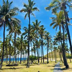 Palmenhain am Strand „Anakena“ 🌴