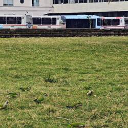 Mönchssittiche, eine Papageienart - die ziemlichen Radau veranstaltet