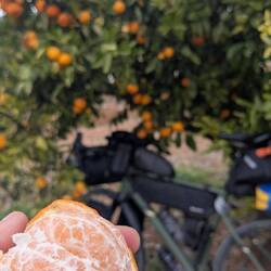 Mandarinen über Mandarinen