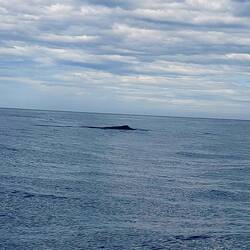 Der 1. Wal - sieht aus wie ein großer Baumstamm