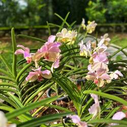 Orchids are Malaysia's national flower