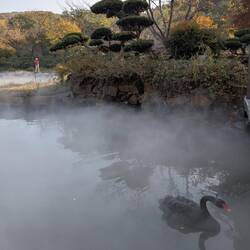 Es gab viele schwarze Schwäne