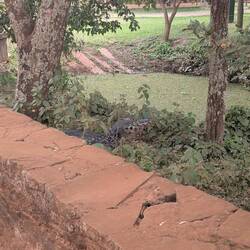 Wer findet den Kaiman?