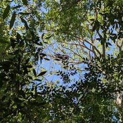 Wer genau hinsieht, sieht einen Affen