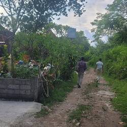 Path ( road) to Botanica Spa