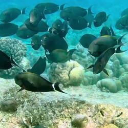 Ein Schwarm Mönchs-Doktorfische