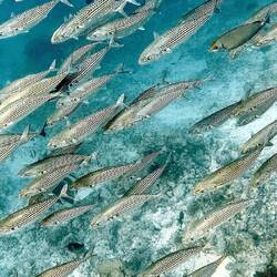 Atlantische Makrelen