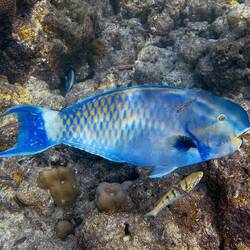 Buckelkopf-Papageifisch