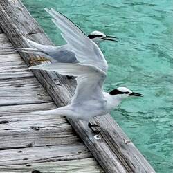 ... aber auch Seeschwalben ...