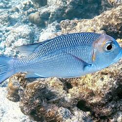 Großaugen-Straßenkehrer