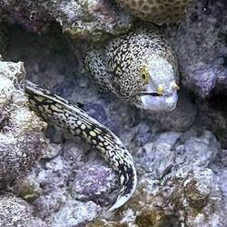 Doch die Unterwasserwelt bleibt faszinierend: Sternfleckenmuräne