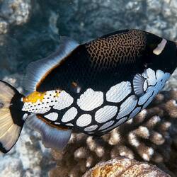 Mein seltener Lieblingsfisch: Clown-Drückerfisch (Leoparden-Drückerfisch)