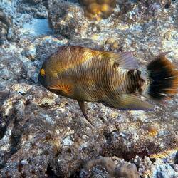 Besenschwanz-Prachtlippfisch