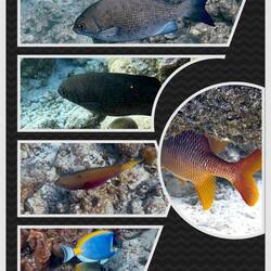 Wir haben Fische ...