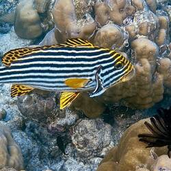 Orientalische Süßlippe