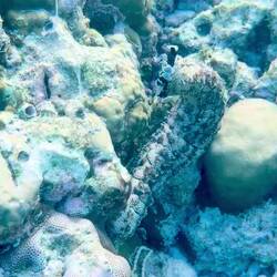 Schwarzgepunktete Seegurke