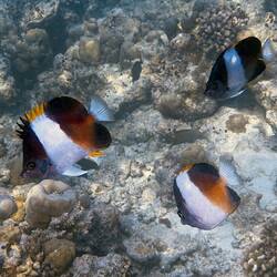 Schwarze Pyramiden-Falterfische und Gelbklingen-Nasendoktor