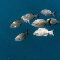 Messing-Ruderefische im Tiefwasser