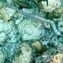 Sterfleckenmuränen werden bis zu 75 cm lang