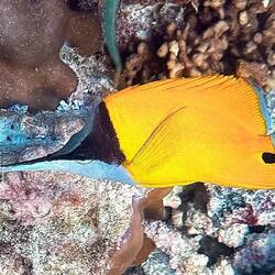 Langmaul-Pinzettfisch