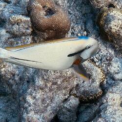 Kreisdorn-Doktorfisch