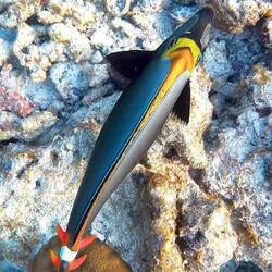 Indischer Gelbklingen-Nasendoktor