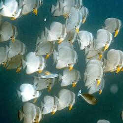 Ein großer Schwarm Langflossen-Fledermausfische , auch im Tiefwasser