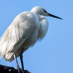 This bird perched directly above the hide