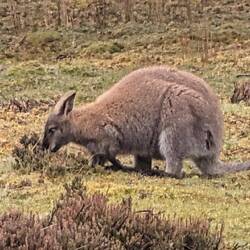 Wallaby