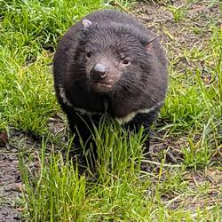 Tasmanischer Teufel 😈