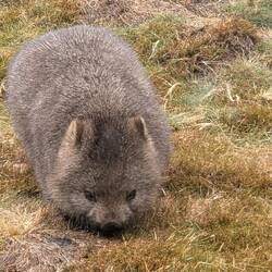 Wombat