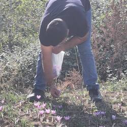 Saffron harvesting - done entirely by hand and that makes it the most expensive spice.