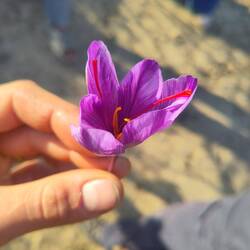 So delicate. A kilogram of this is worth 10,000 €