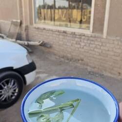 "Water is a symbol of light and purity, and greenery — any green plant — represents life and health.