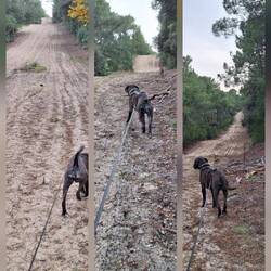 Was für ein Spaß für die Houndinis, Muskelkater für Nox und mich