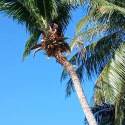How to get coconuts down but no safety measures