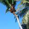 How to get coconuts down but no safety measures
