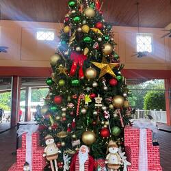 Wie verrückt- diese riesigen Weihmachtsbäume