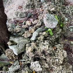 Leblose Korallen am Strand