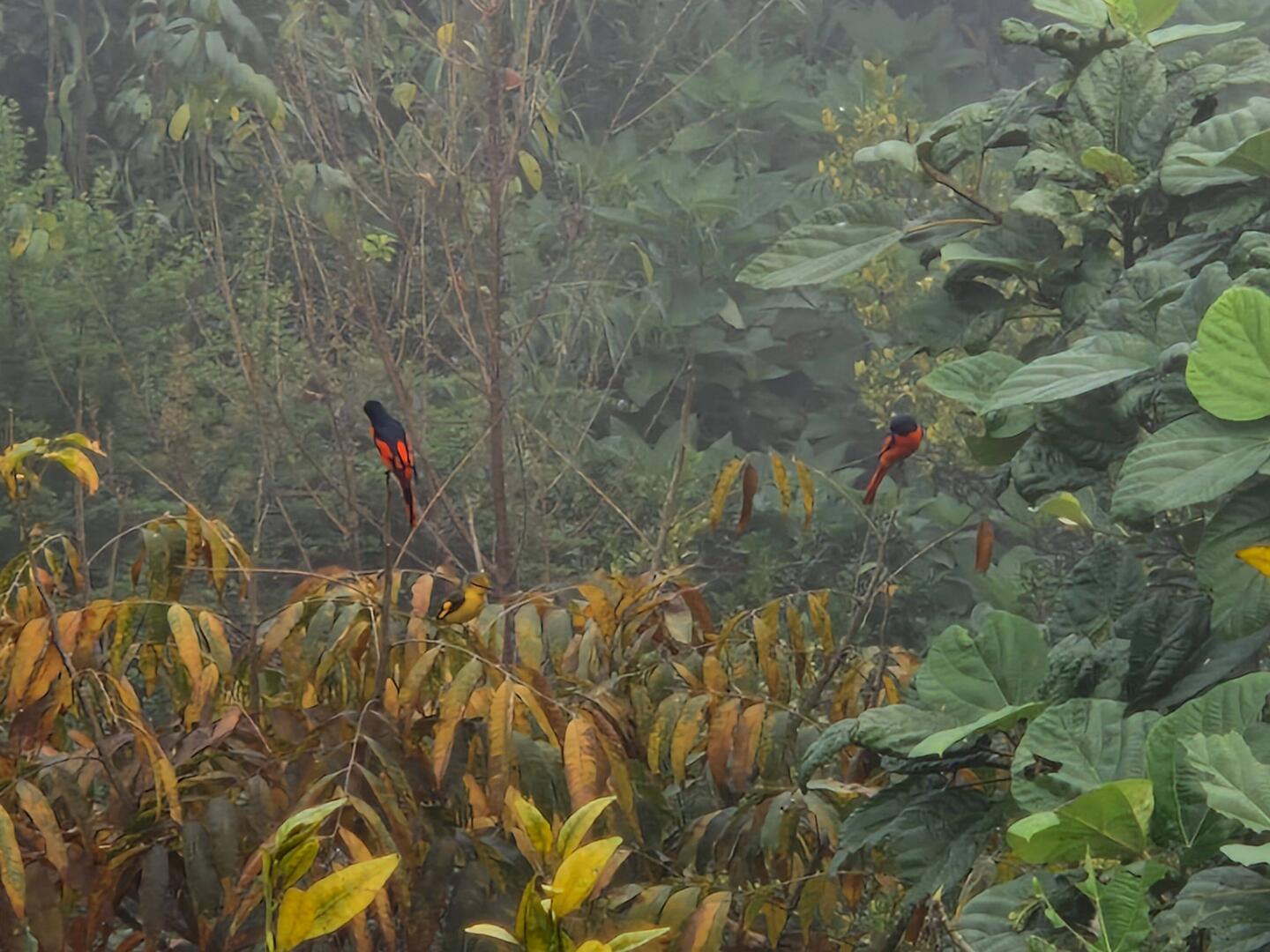 Lonh tailed minivets in the mist