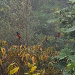Lonh tailed minivets in the mist