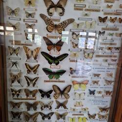 A sample of ithe 600+ butterflies