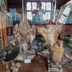 Some scary stuffed exhibits